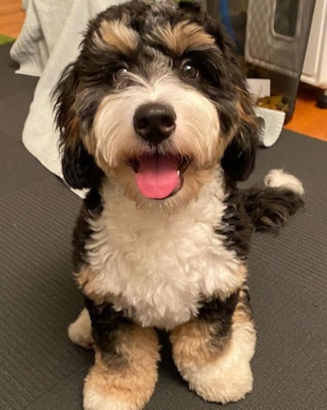 MINI BERNEDOODLE