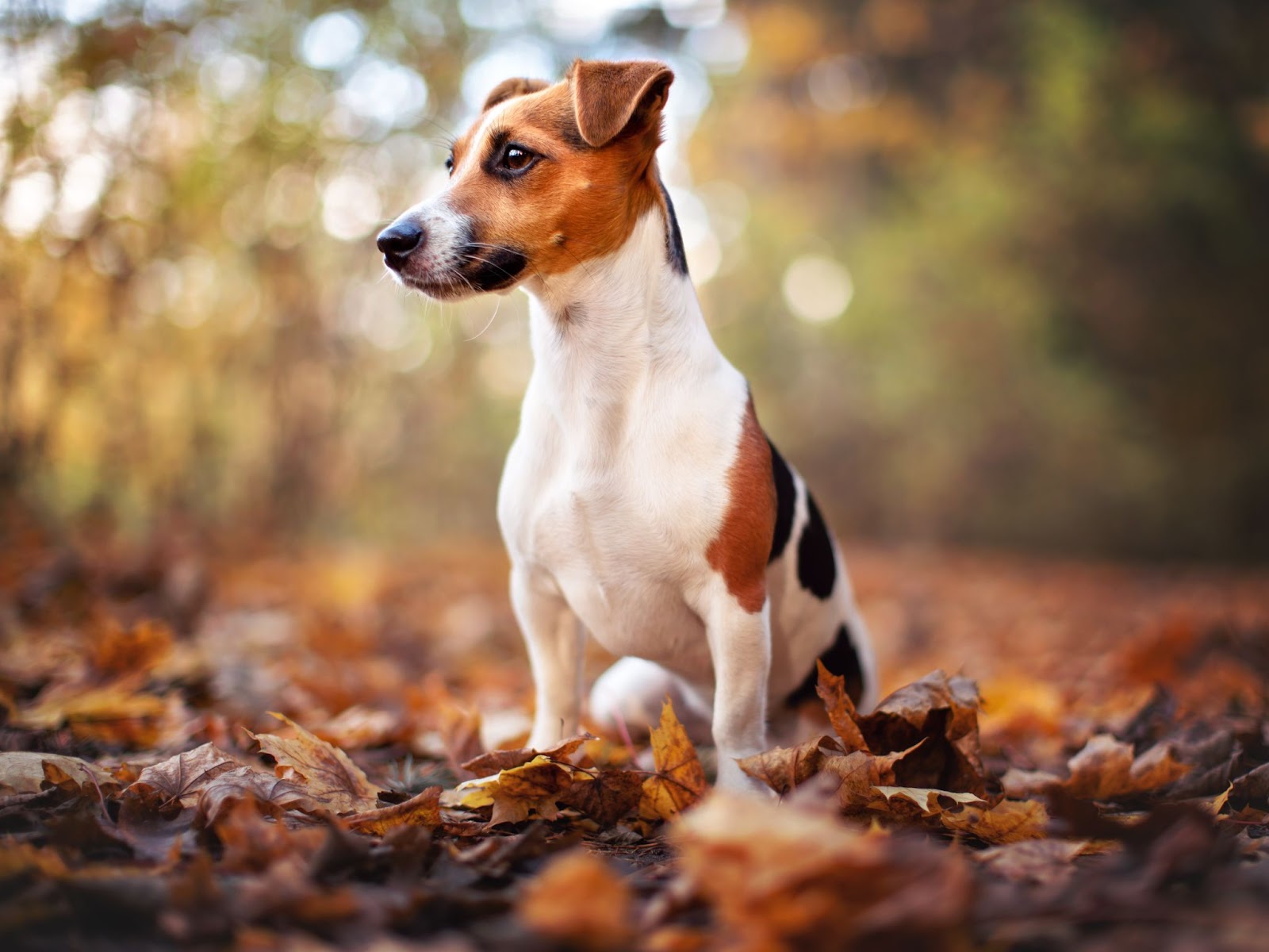 Um Jack Russie Terrier sentado em um campo no outono.