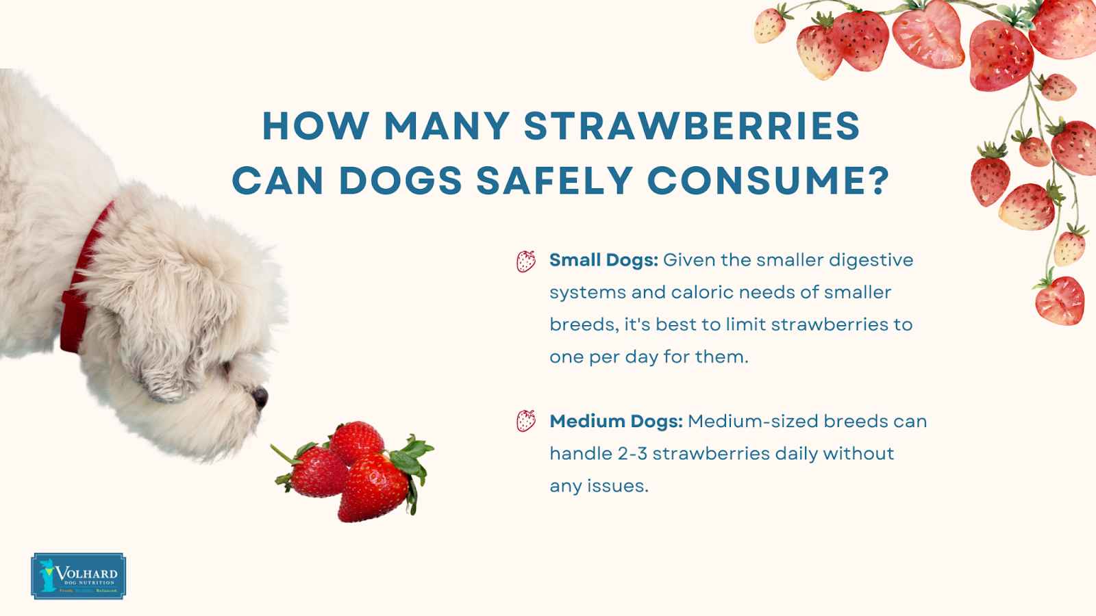 How many strawberries for dogs