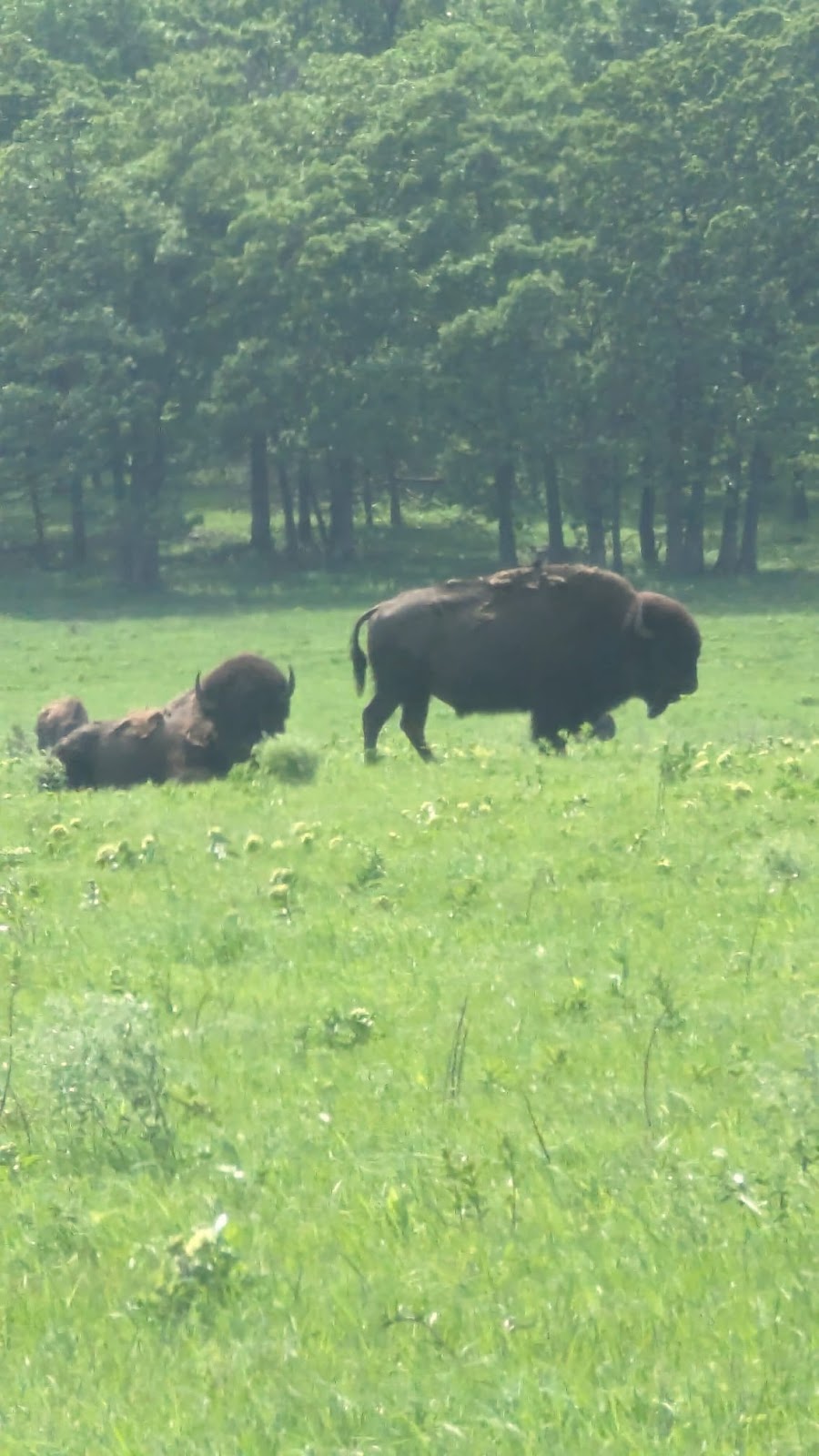 Checking out what Tulsa and the greater state of OK have to offer with the wildlife and buffaloes 