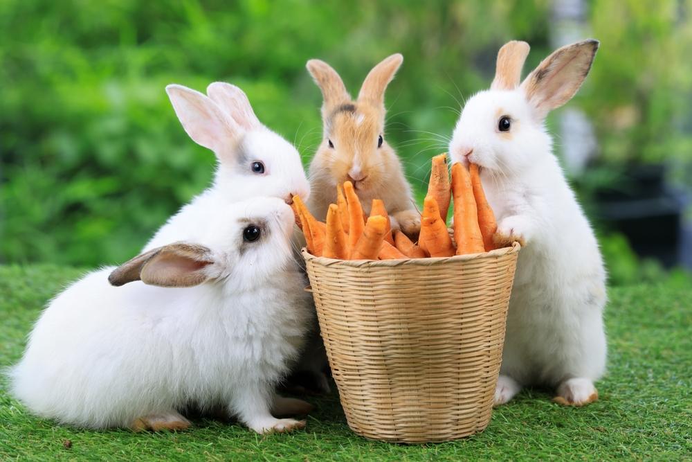 List of Recommended Food for Rabbit