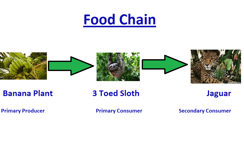 iGCSE Geography revision notes:The Equatorial Climate and Rainforests