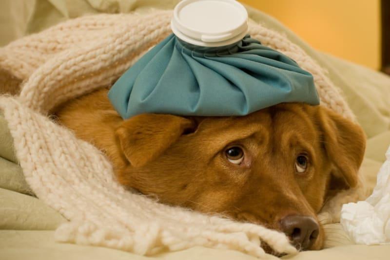 The Most Common Dog Illnesses: Symptoms and Treatment | Sacramento vets