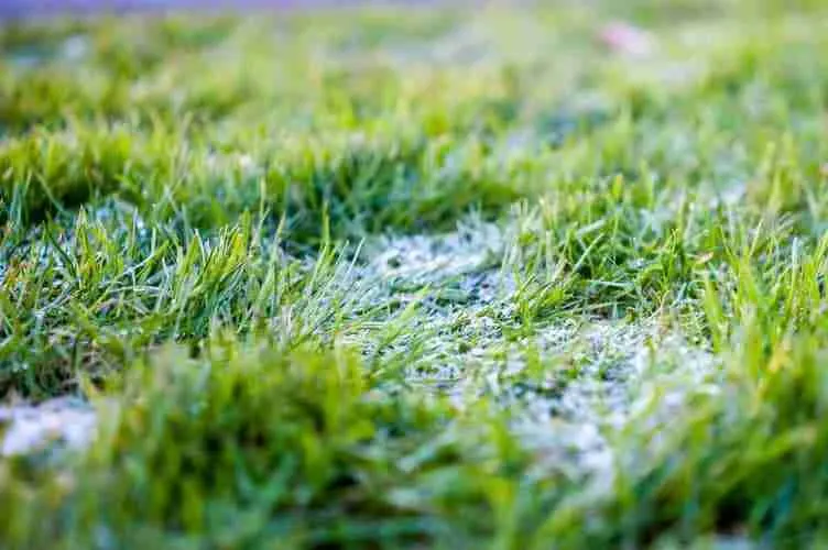 Kusha Grass Seeds