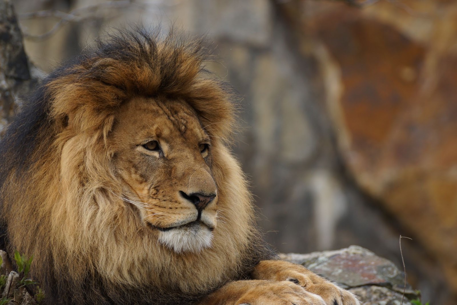 A majestic lion at the Lion & Safari Park