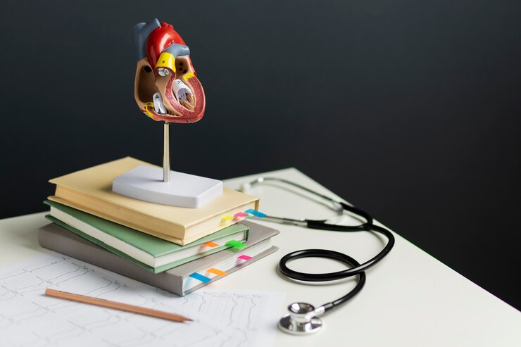 Anatomy model and stethoscope - Medicine Summer School learning.