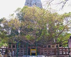 Image of बोधगया का बोधि वृक्ष