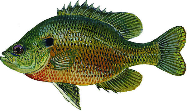 Red Belly Bream: Weirdest Fishing Contests in Florida You’ve Never ...