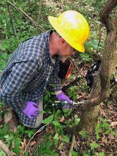 A man in a flannel shirt, bright yellow hardhat, and surgical gloves uses a large needle and syringe on the bark of a small tree.