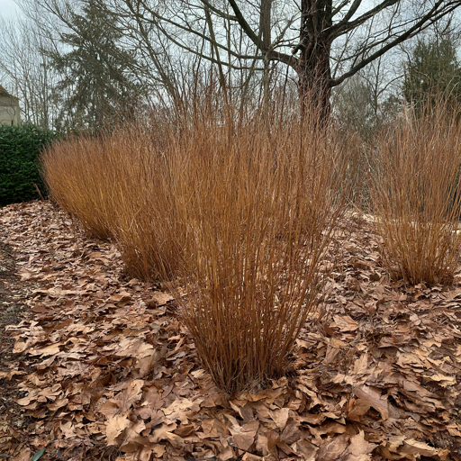 Winter Care: Preparing Your Helenium for the Coming Season