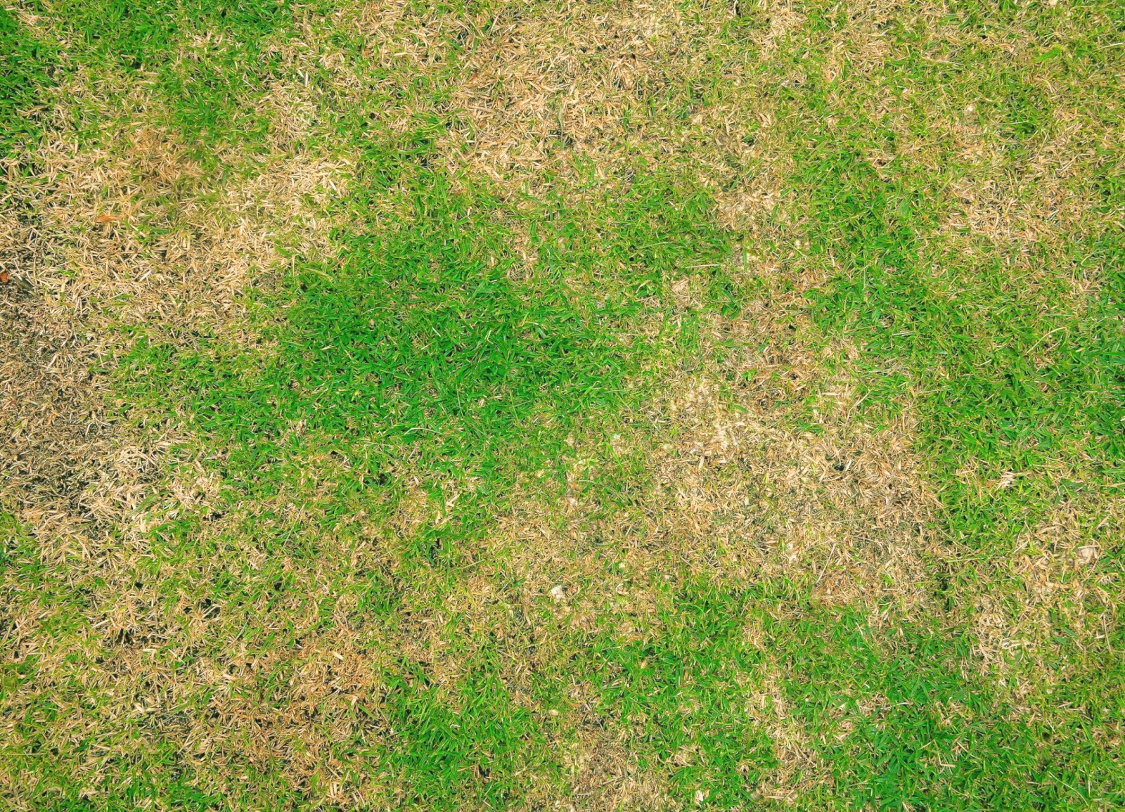 A grassy field with brown and green patches, showcasing the need for lawn services.