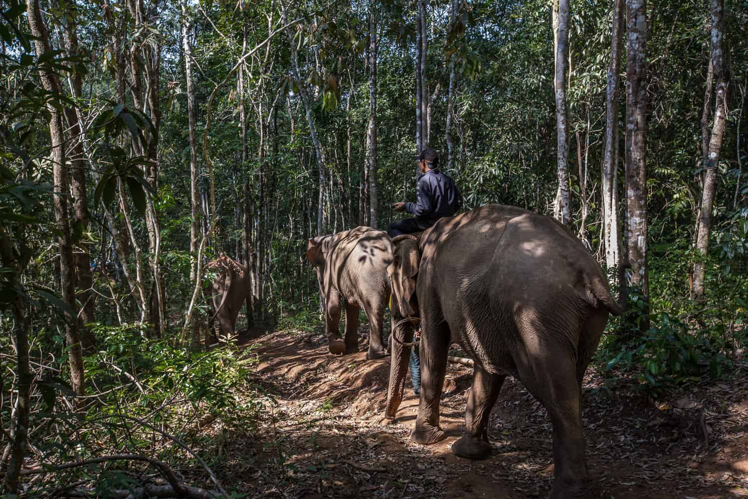 Elephants in the Mondulkiri Forest, in Cambodia