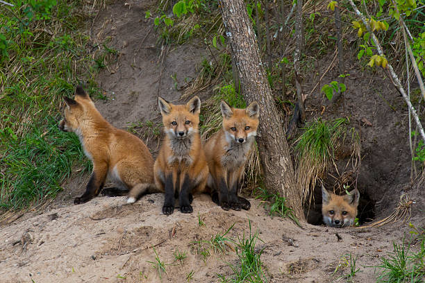 Foxes Den