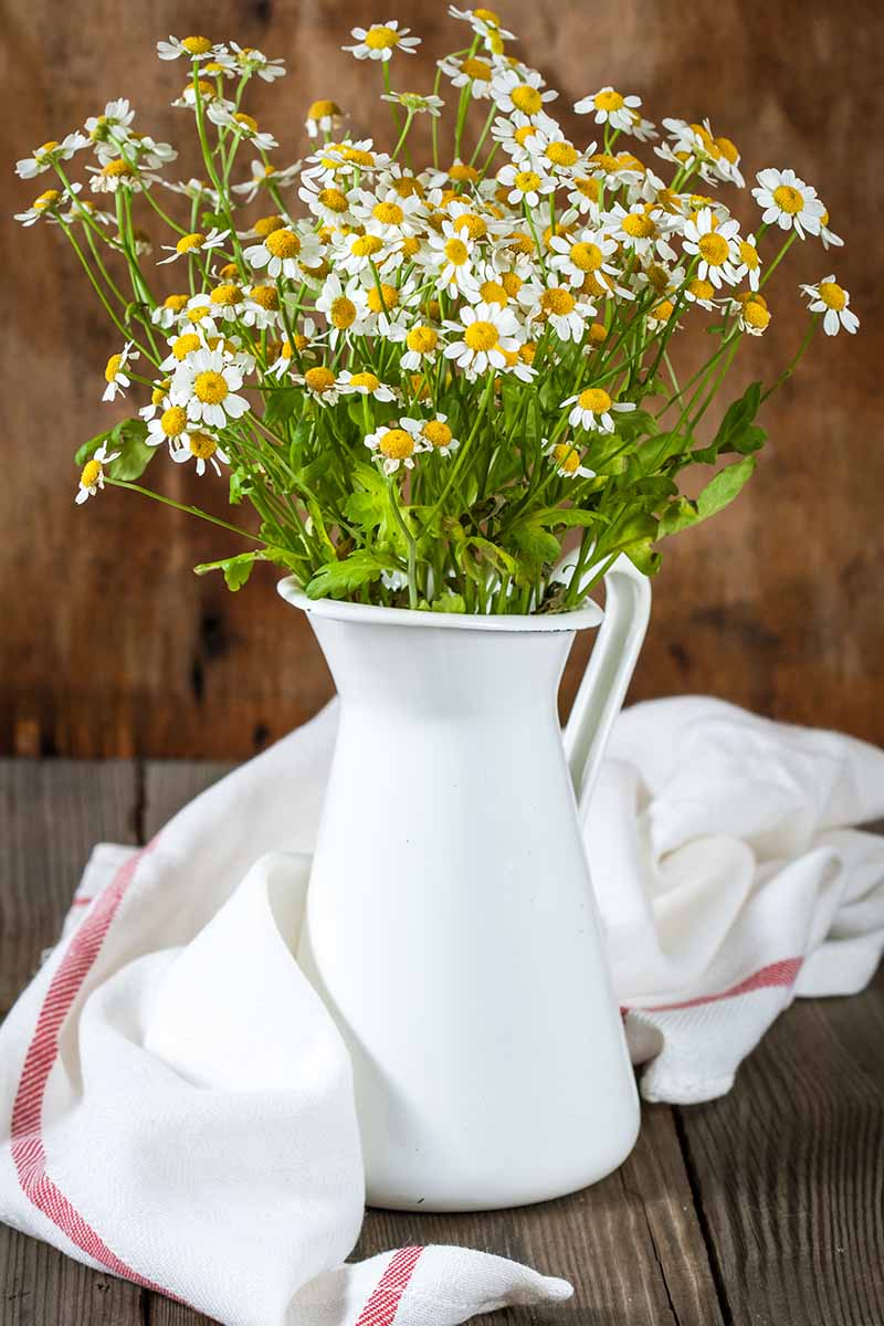 Feverfew is best suited for decoration besides its medicinal properties.