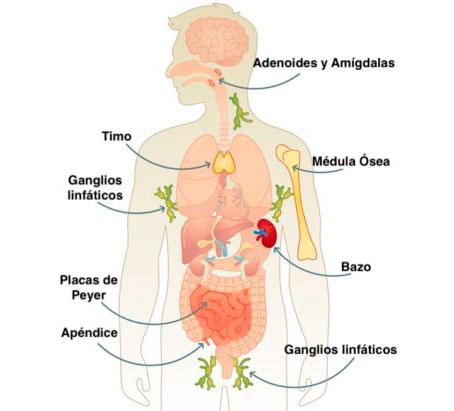 Sistema Inmunológico | Órganos, Partes y Cómo Funciona