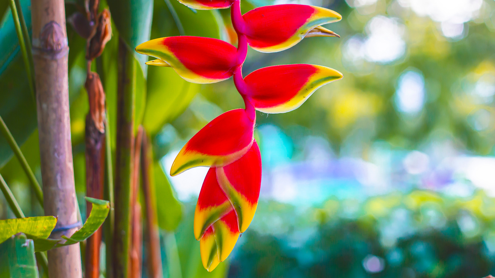 Heliconia rostrata (Lobster Claw I)