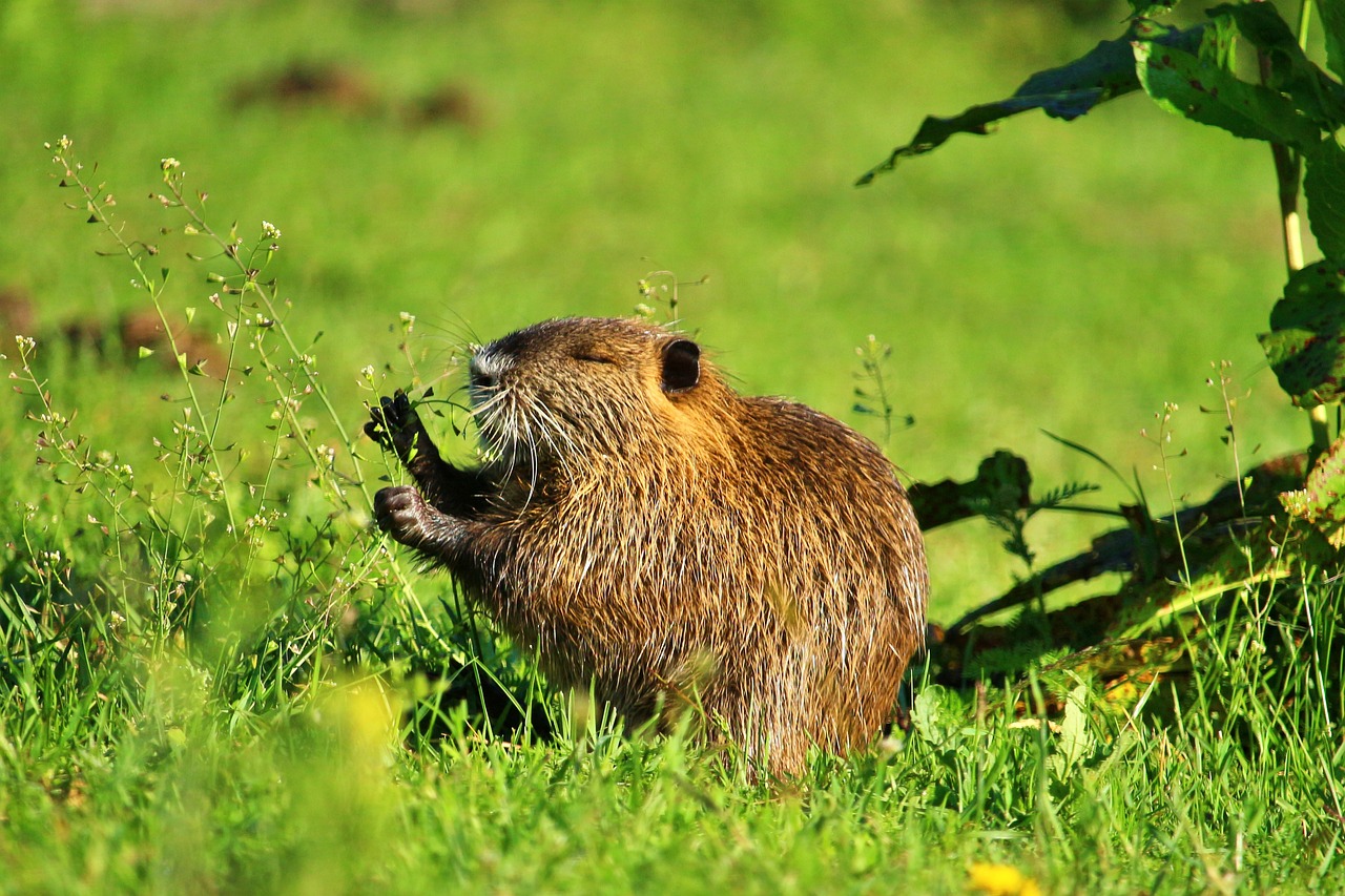 Beaver And Bear