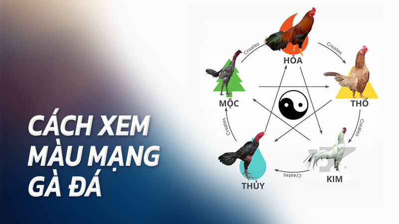 Tìm hiểu về màu mạng gà đá