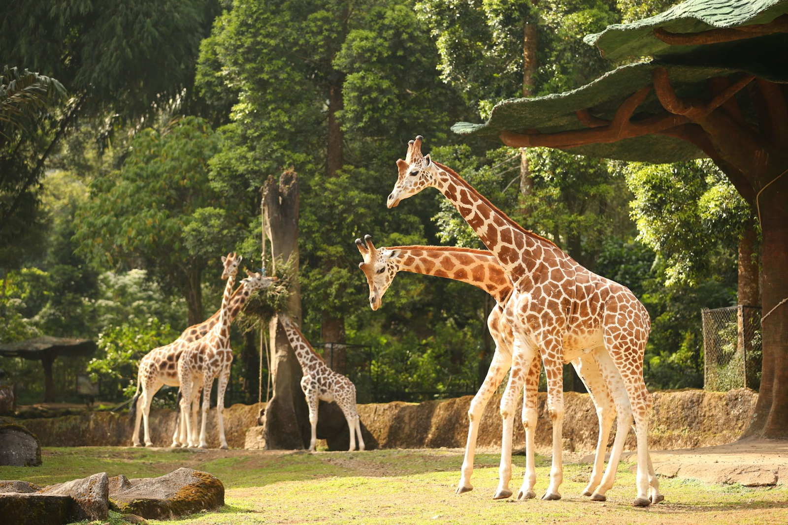 Taman Safari Indonesia (Photo: Google Map Taman Safari Indonesia)