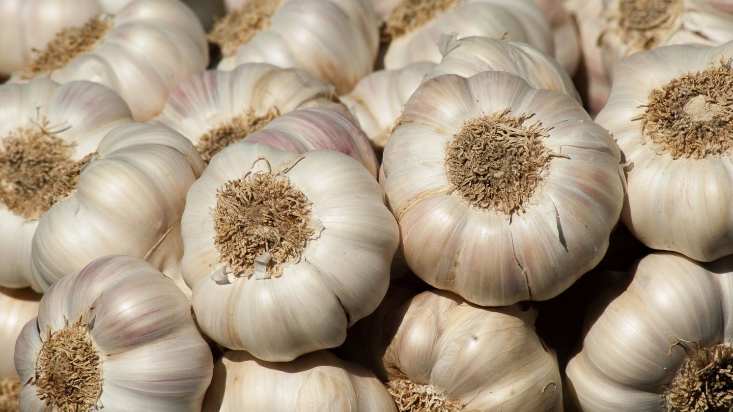 garlic as prebiotics.