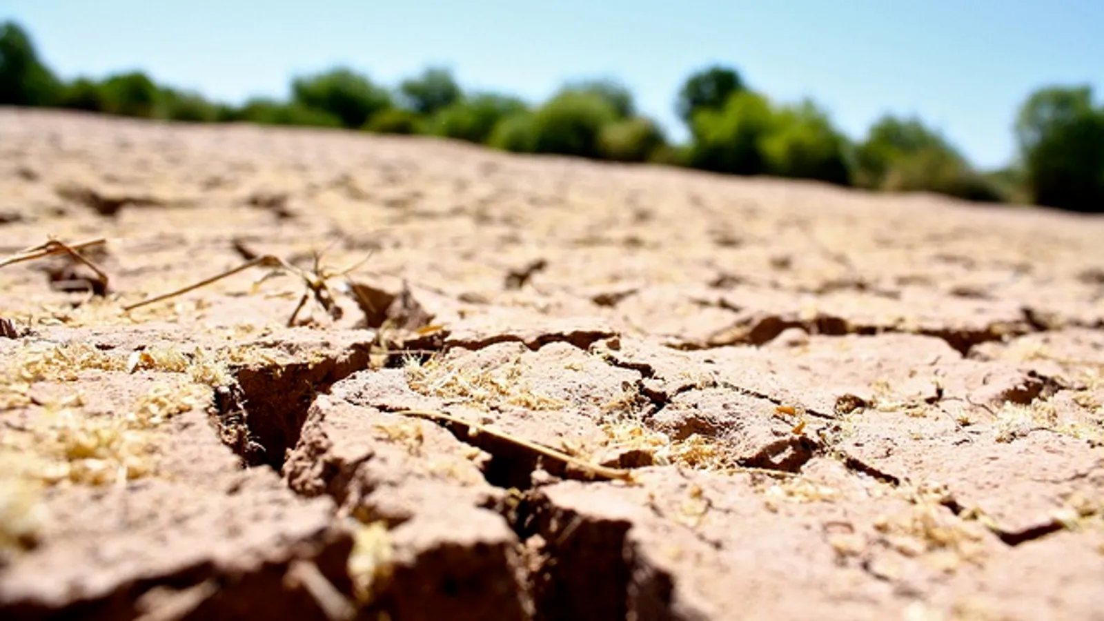 Improper soil condition