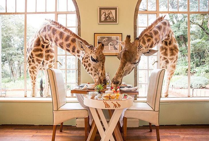 Giraffe Manors