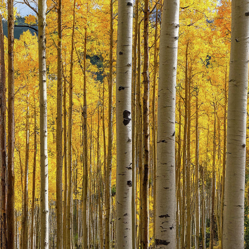 The Allure of Aspen: More Than Just a Tree