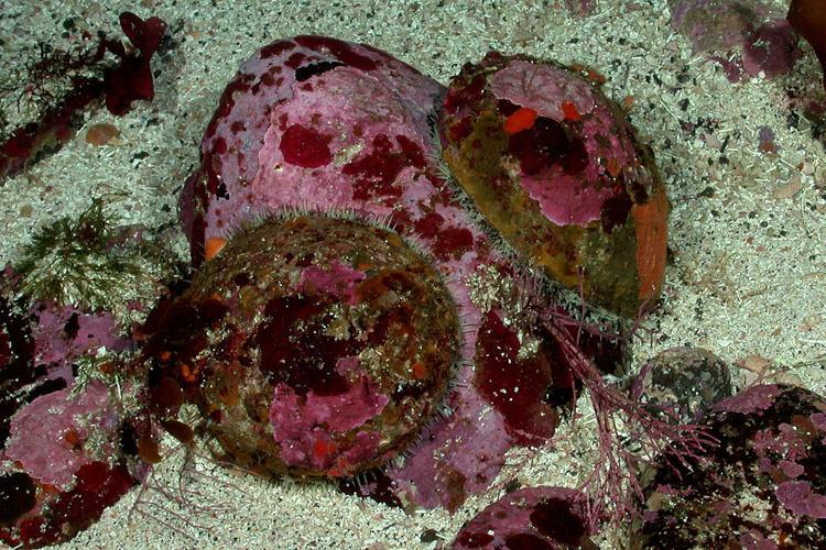 White Abalone | NOAA Fisheries