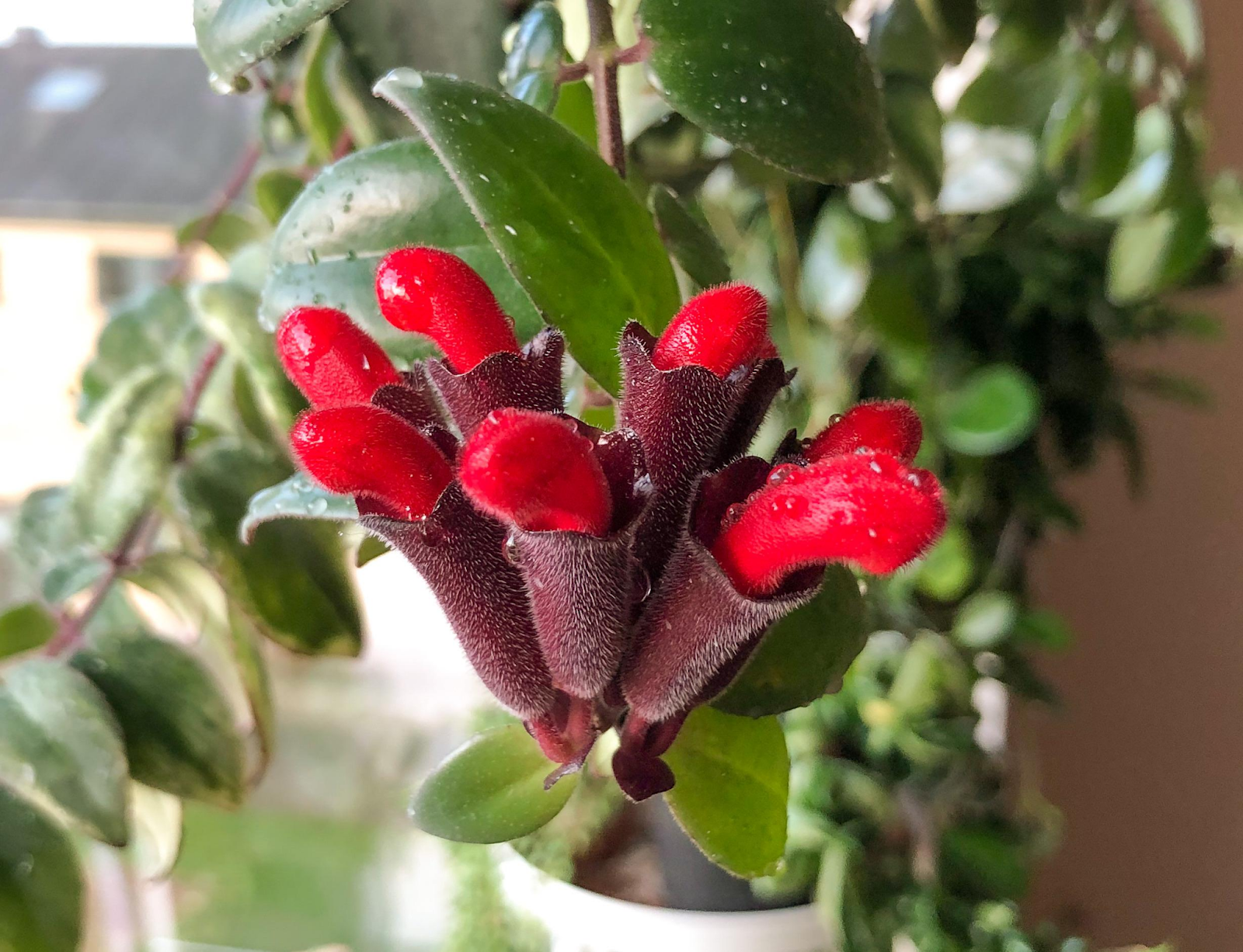Lipstick Plant (Aeschynanthus radicans)