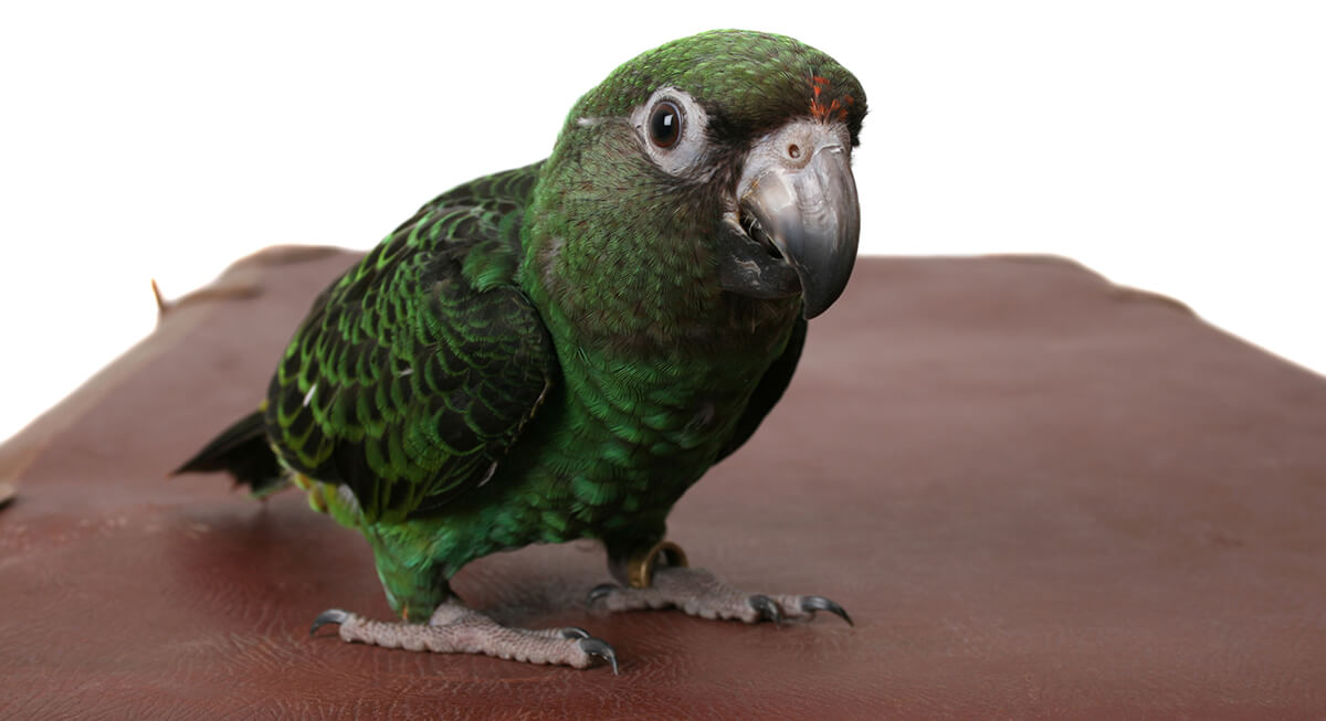 Vibrant Jardine Parrots