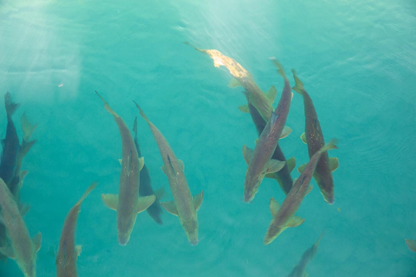 A group of fish swimming in water

Description automatically generated