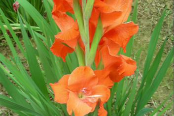 Gladiolus