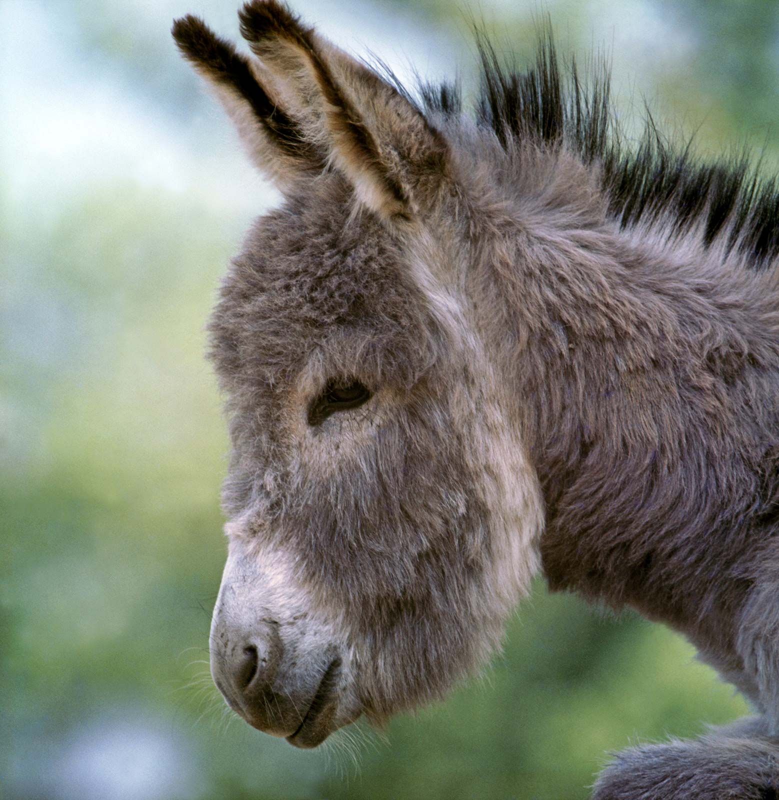 Donkey | Definition, Characteristics, & Facts | Britannica