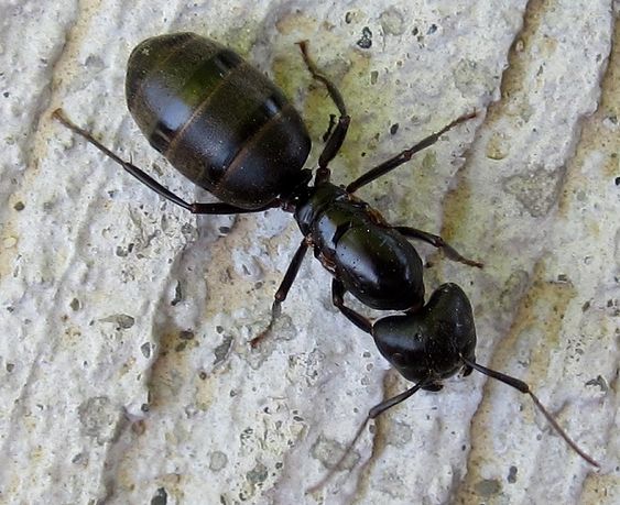 Picture of Black carpenter ant.