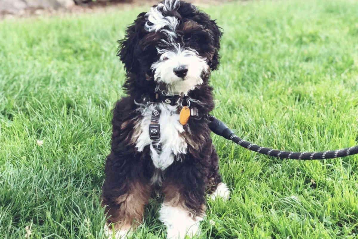 MINI BERNEDOODLE