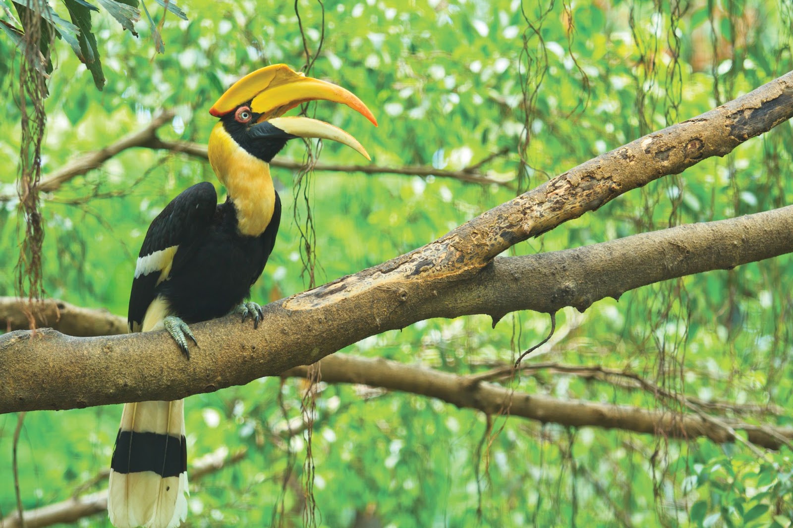 Majestic hornbill birds in the trees of Wa Ale Island