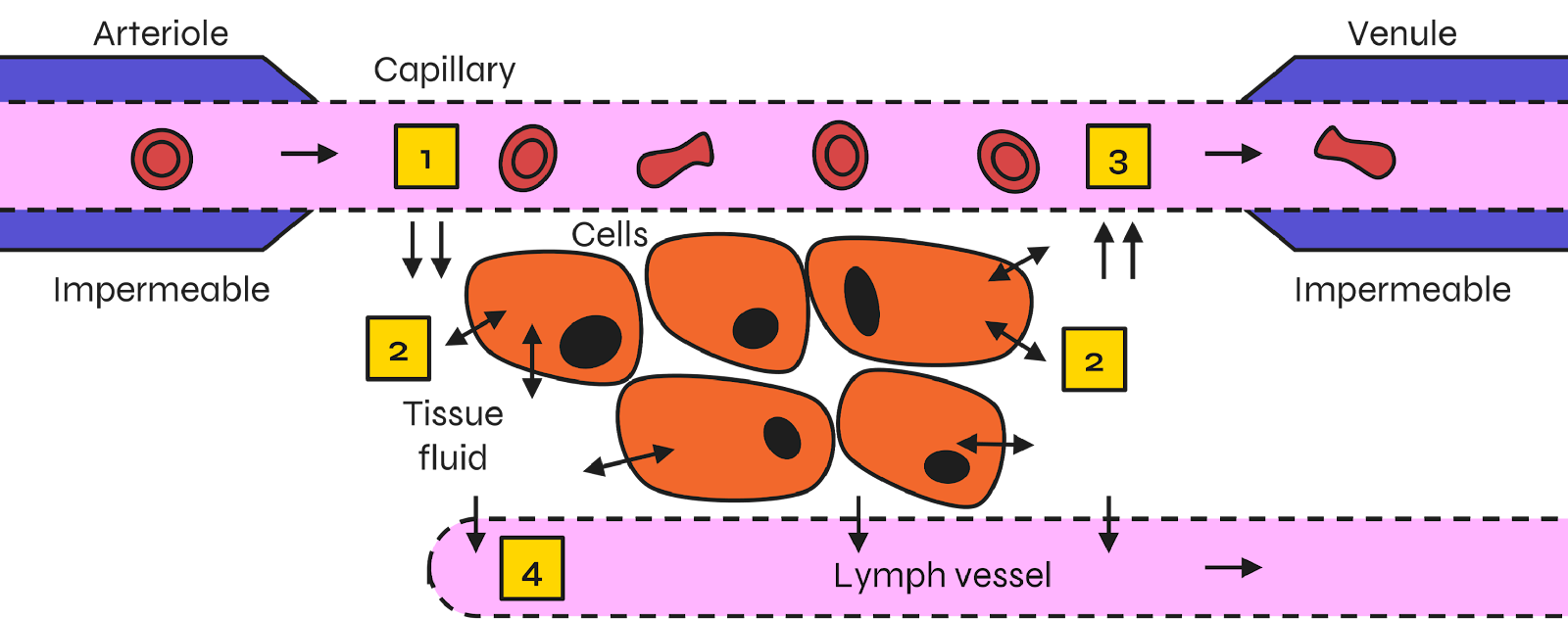 Tissue Fluid: A Level Biology Explained - image 4