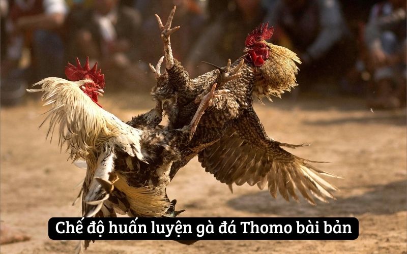 Chế độ huấn luyện gà đá Thomo bài bản