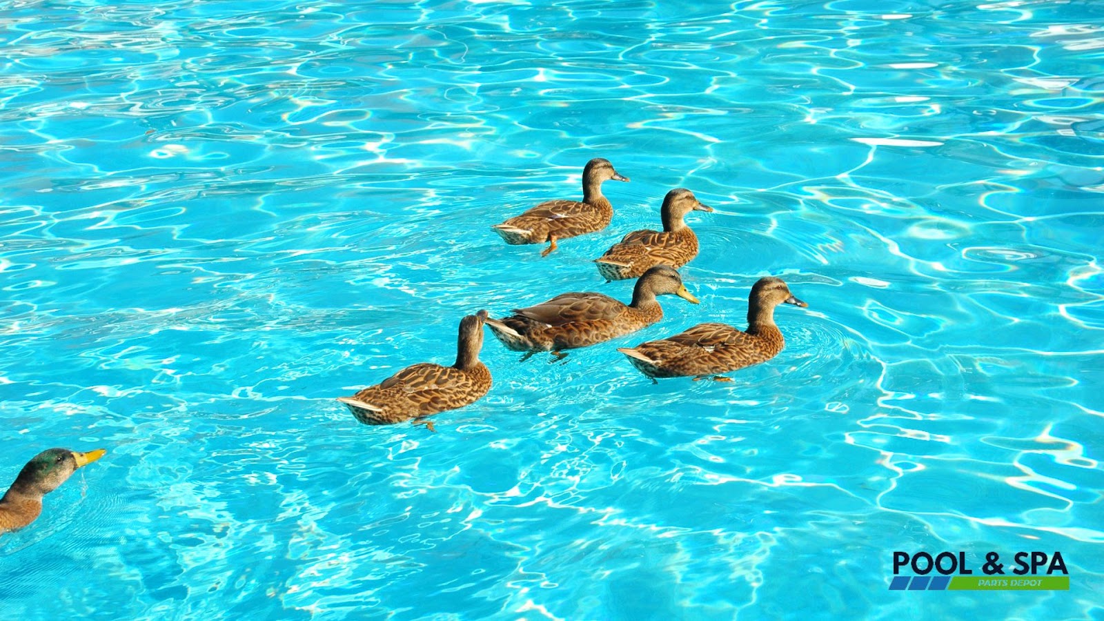 Understanding the Attraction of Ducks Towards Pool
