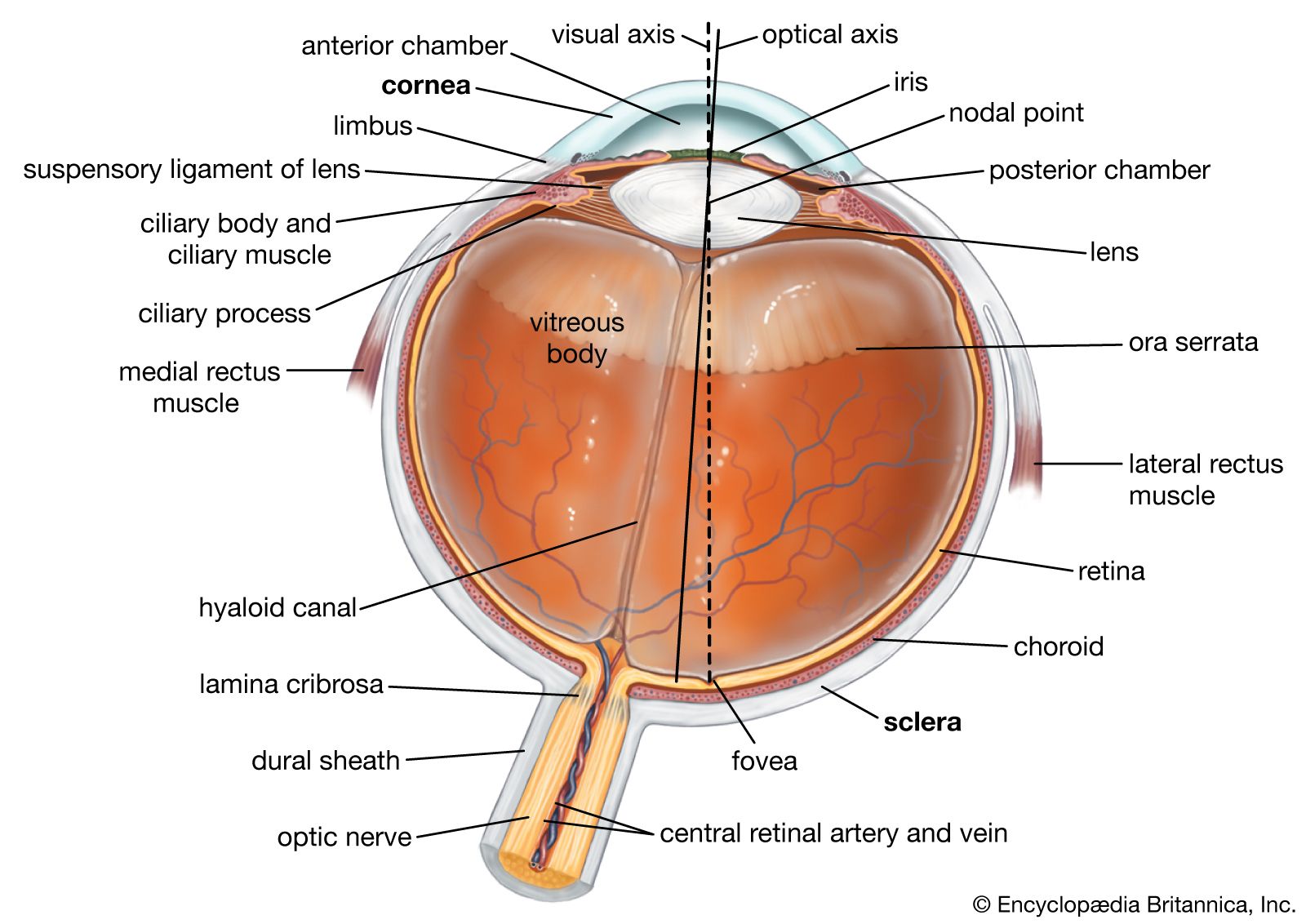 Human eye | Definition, Anatomy, Diagram, Function, & Facts | Britannica