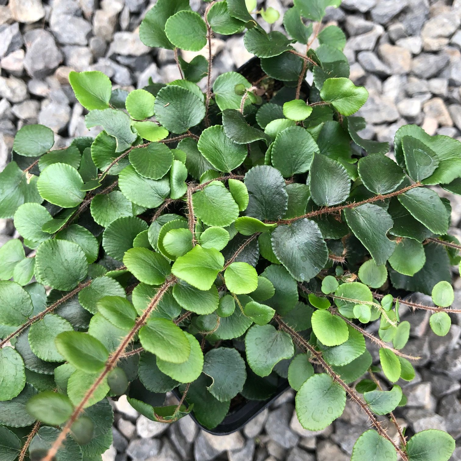 Button Fern (Pellaea rotundifolia)