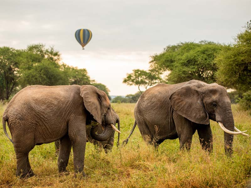 Illustration of diverse wildlife in your Safari to Tanzania's national parks