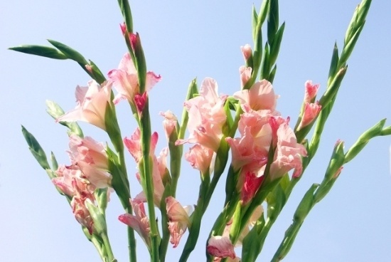 Gladiolus