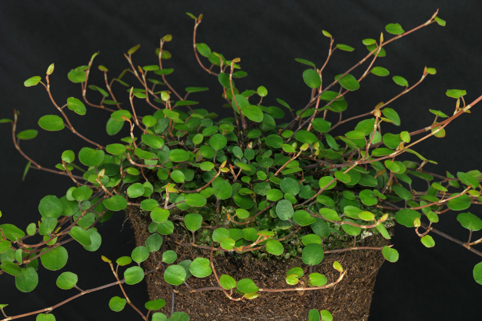 Maidenhair Vine (Adiantum raddianum)