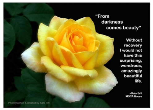 A yellow rose with white petals

Description automatically generated
