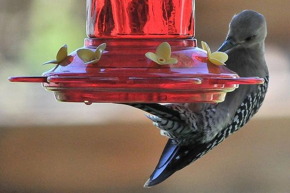 Hummingbird Eating Food