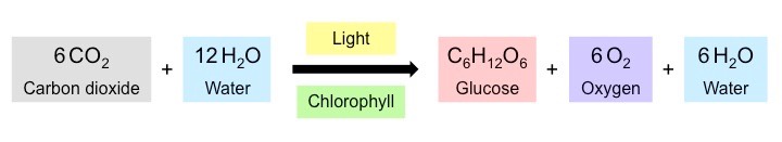 photosynthesis equation