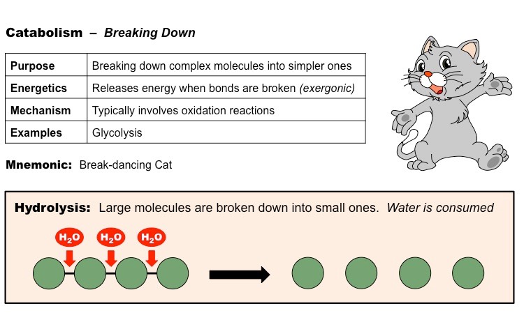 catabolism