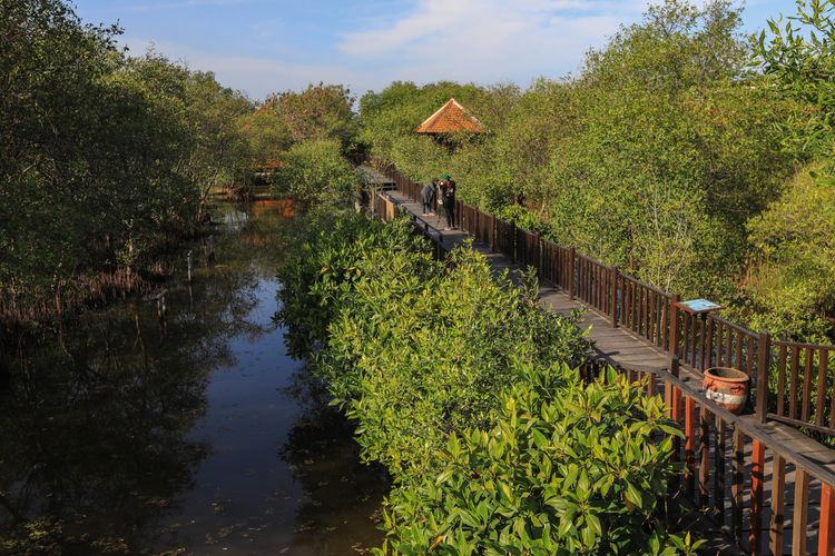 Jelajahi Keindahan Wisata Mangrove di Surabaya