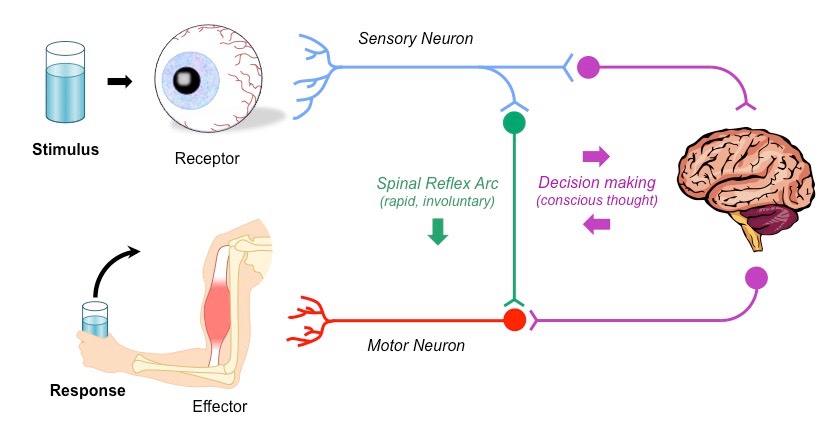 reflex pathway